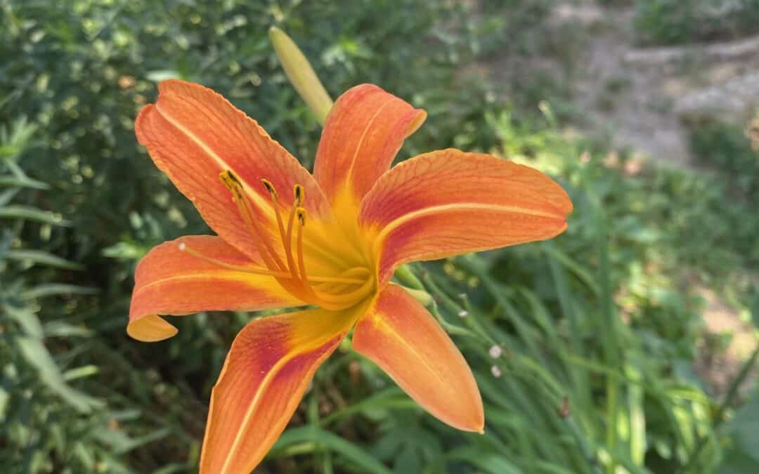 Delicious Stuffed Daylily Flowers