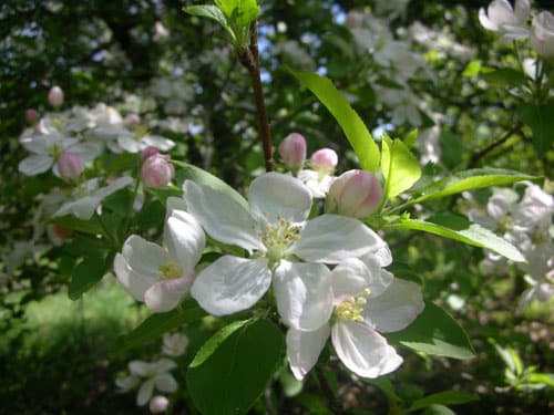 Malus spp. (Apple) is in the Rosaceae family. 