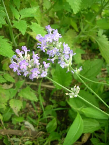 Lavender - Lavendula officinalis 