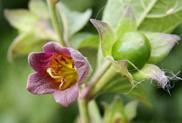 Atropa belladonna flower and unripe berry - Photo by Don Macauley