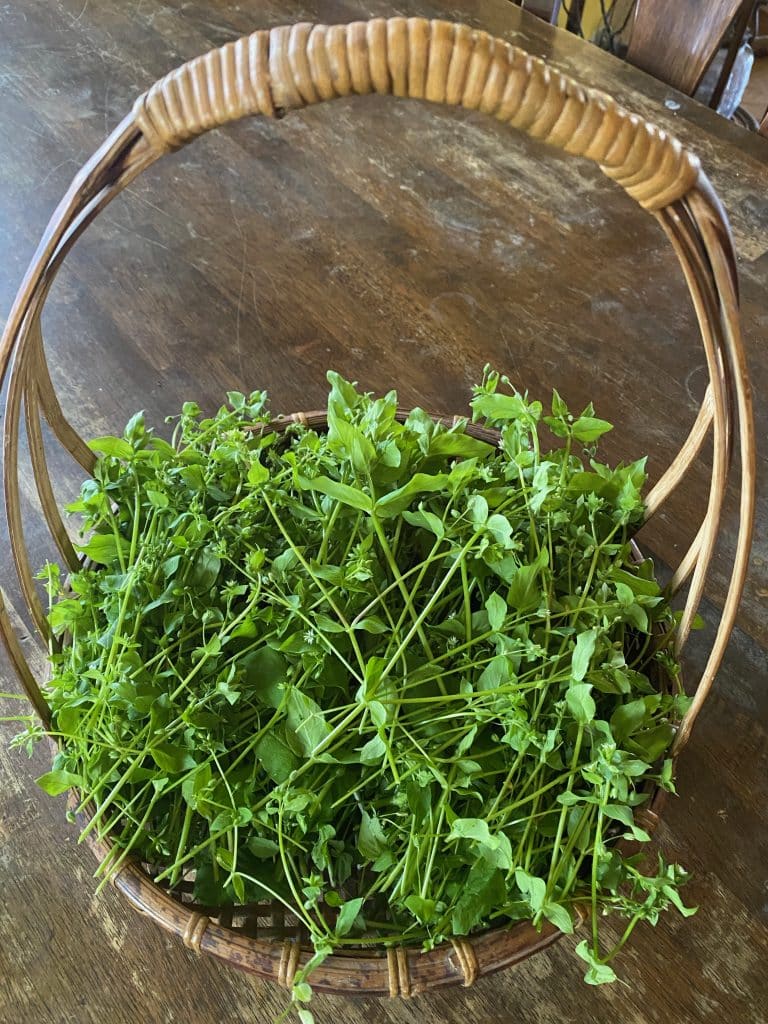 A basket with a handle full of fresh Chickweed sits on a wooden table