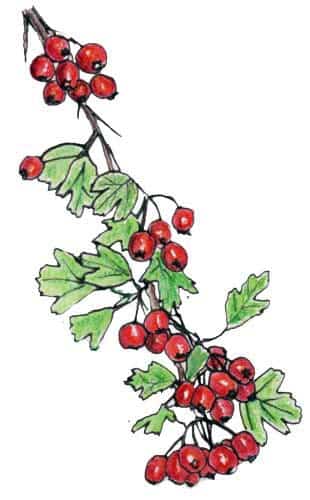 berrybranch