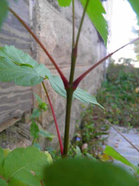 Box Elder - Opposite leaf stems