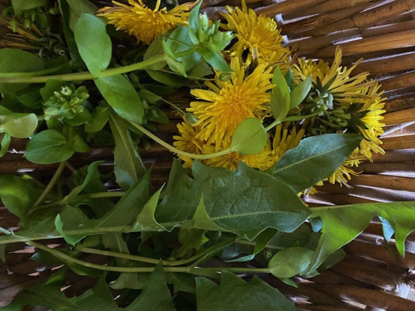 Dandelion flowers and leaves, and Chickweed in a basket
