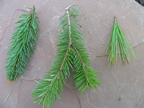 From left to right: Norway Spruce, Douglas Fir and White Pine branches