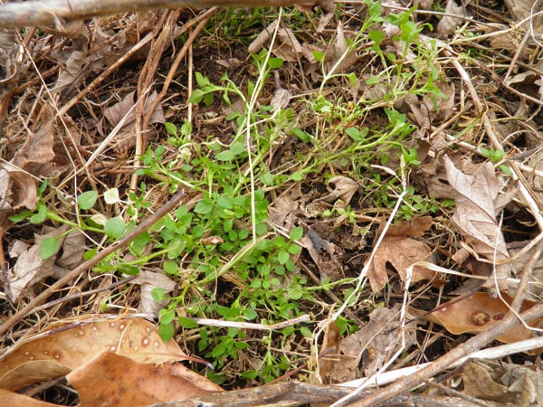 herbs-of-spring-chickweed