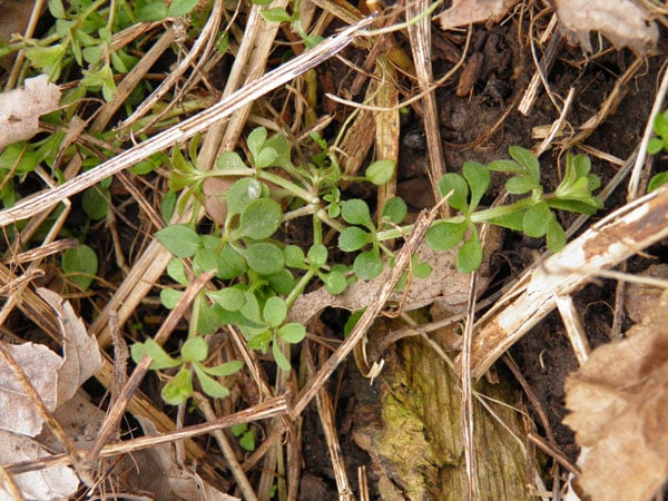 herbs-of-spring-cleavers