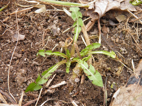 herbs-of-spring-dandelion