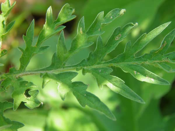 Ambrosia artemisifolia leaf