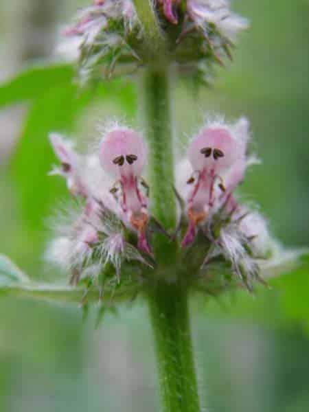 Those heart shaped anthers are sending a message: Motherwort is all about the heart! 