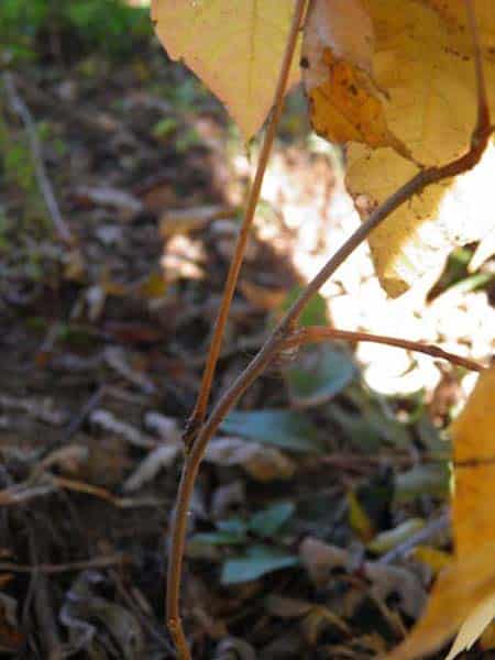 Poison Ivy - Alternate leaf stems