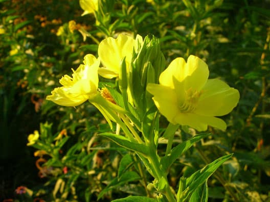 Evening Primrose - Oenethera biennis